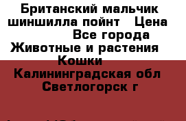 Британский мальчик шиншилла-пойнт › Цена ­ 5 000 - Все города Животные и растения » Кошки   . Калининградская обл.,Светлогорск г.